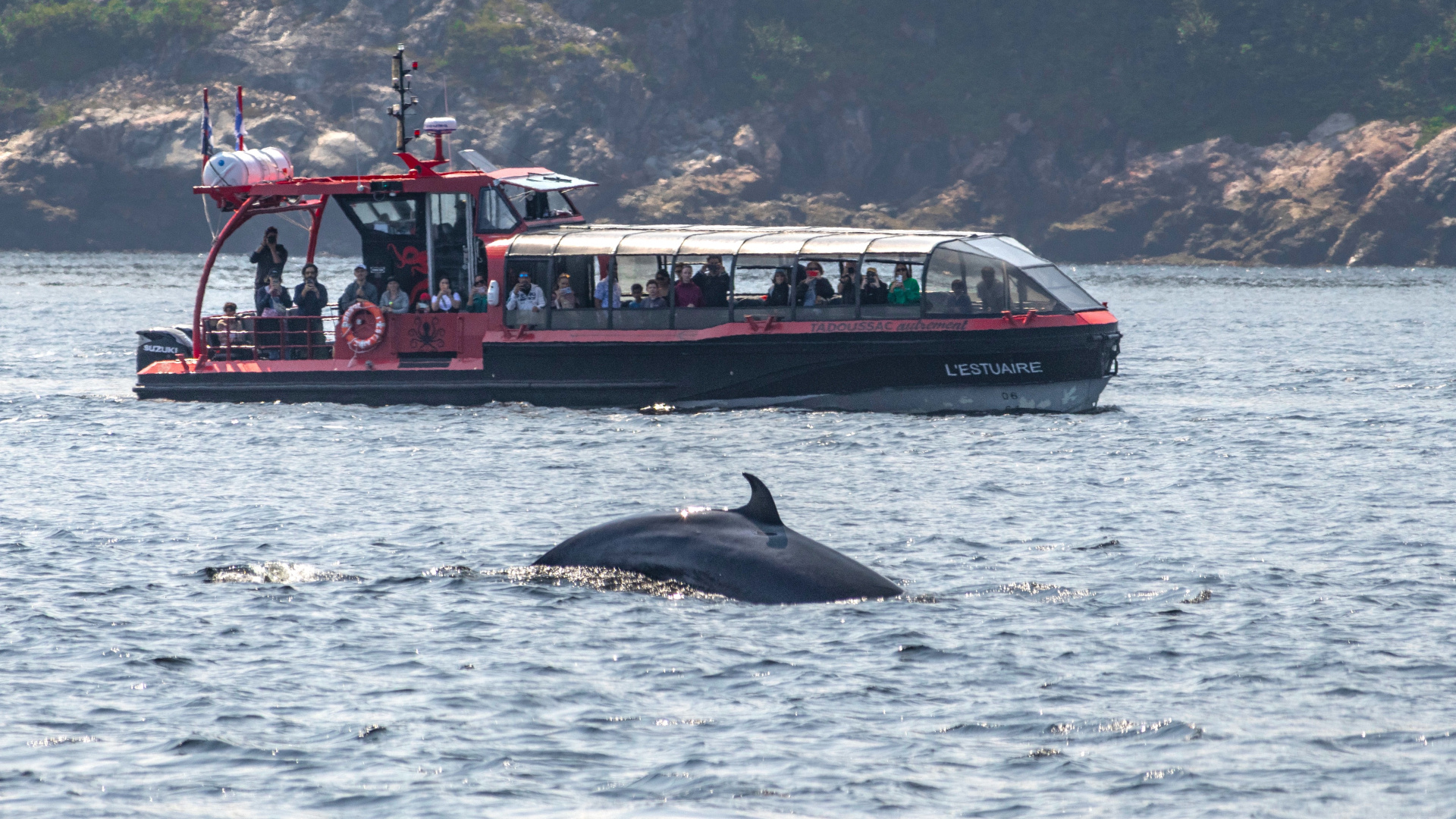 Croisières aux baleines à bord de L'Estuaire